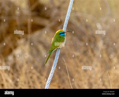 The Gambia Birds Hi Res Stock Photography And Images Alamy