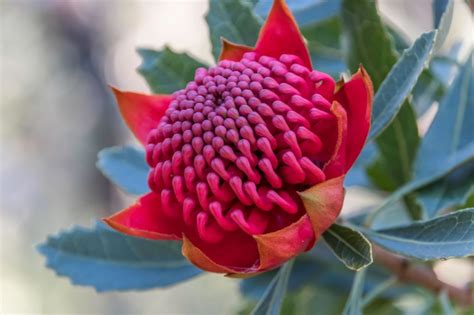 Spring Feature Flower: Waratah - Victoria Whitelaw Beautiful Flowers