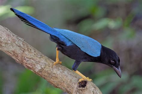 Юкатанская сойка Cyanocorax yucatanicus yucatanicus Yuca Flickr