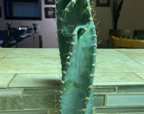 Cereus Peruvianus Spiralis Cactus Cutting Spiral Cactus Fast Shipping