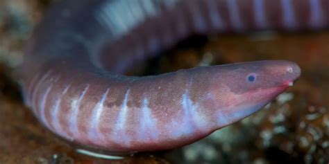 Unveiling The Caecilian A Comprehensive Exploration