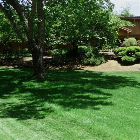 Legacy Fine Fescue Grass Seed - Grass Seed For Shade