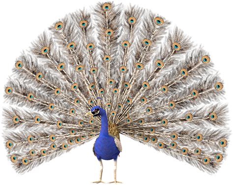 Peacock Clipart Gambar 865x720 Png Download