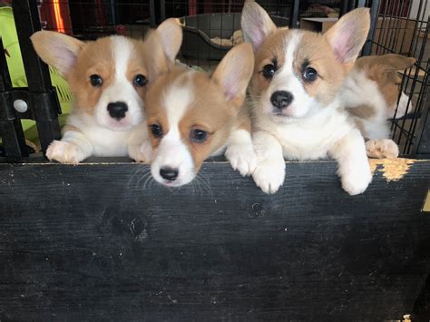 Upcoming Corgi Litters