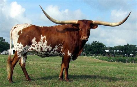 Texas Longhorn Cattle Info, Size, Lifespan, Uses, and Pictures