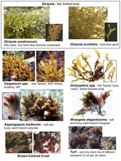 Algae Identification Sheets