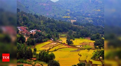 Night In The Forest Explore Rich Flora And Fauna Of Araku Valley After