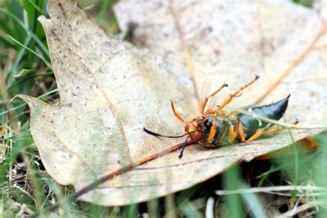 Cicada Killer Mating And Life Cycle All You Need To Know What S That Bug