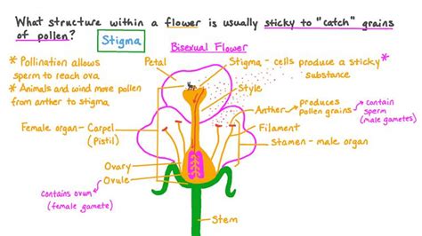 Reproduction In Flowering Plants Worksheet Best Flower Site