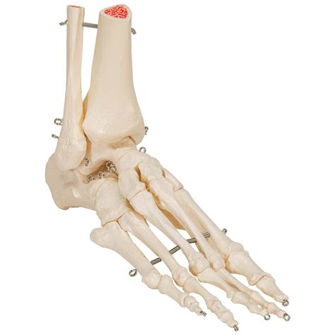 3B Scientific A31L Rigid Skeletal Foot Model Portion Tibia Fibula