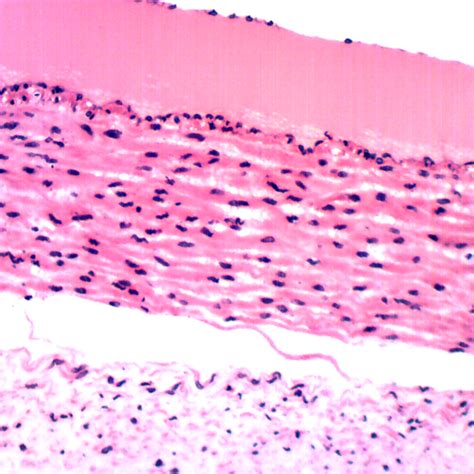 50 Human Pathology Slides by Omano - Microscope.com