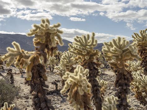 Joshua Tree Cactus