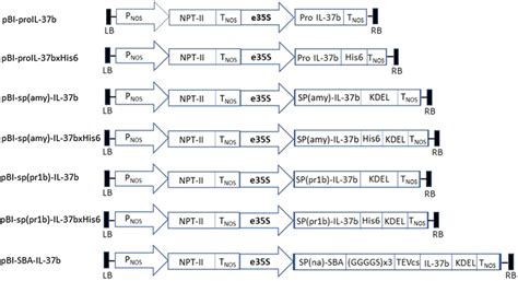 Schematic Diagrams Of T Dna Regions Of Plant Transformation Vectors