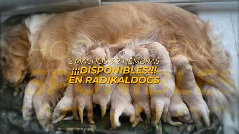 Exclusividad Limitada Solo 2 Machos Y 2 Hembras Golden Retriever