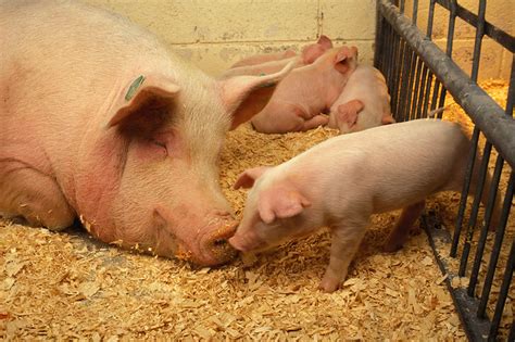 Protecting Us Swine Health Using A One Health” Approach Usda