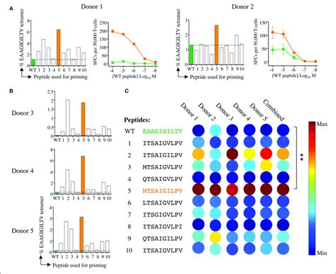 Melan A Tetramer Staining Of CD8 T Cells Primed From Healthy HLA A2