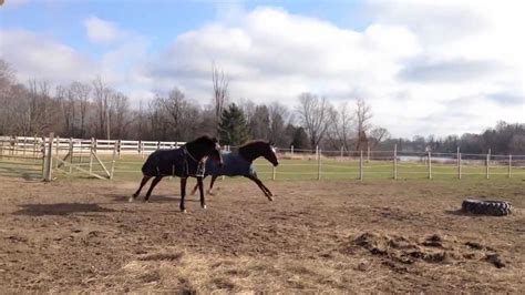 Crazy Bucking Rearing Galloping Horses Youtube