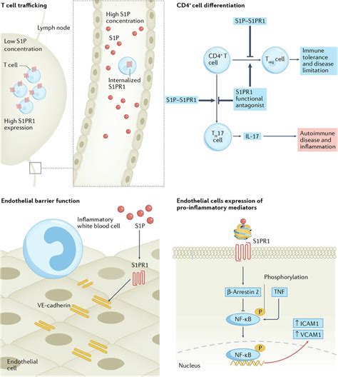 Major Physiological Roles Of S Pr Signalling Sphingosine