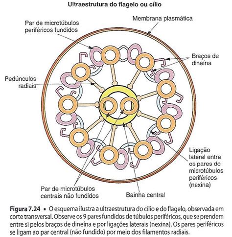 O esquema ilustra a ultraestrutura do cílio e do flagelo observada em