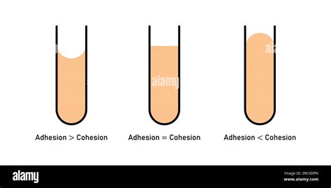 Adhesion And Cohesion Of Water Concave And Convex Meniscus Vector Illustration Isolated On