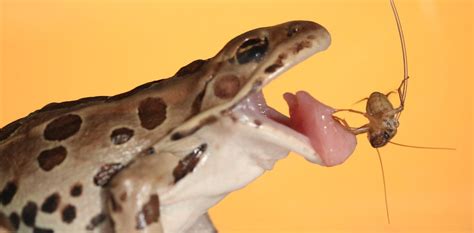 The frog tongue is a high-speed adhesive