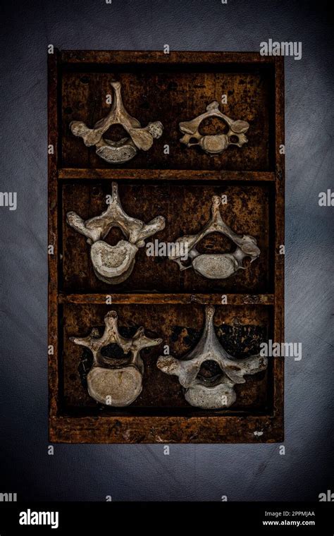 Vertebrae Hi Res Stock Photography And Images Alamy