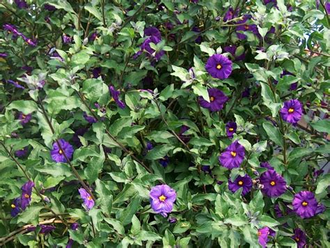 Online Plant Guide Lycianthes Rantonnetii Royal Robe Blue Potato Bush