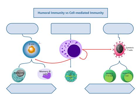 Cell Mediated Immunity Vs Humoral Immunity