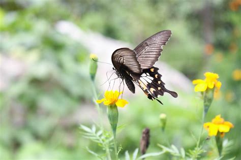 Butterfly Pollinate Pollination - Free photo on Pixabay