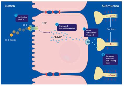 Frontiers Guanylate Cyclase C Cgmp An Emerging Pathway In The