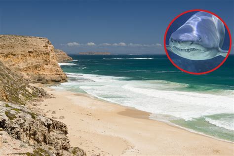 Teen surfer tragically killed in South Australia's latest deadly shark attack