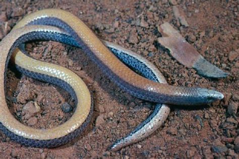 The Bronzeback Legless Lizard Abc News Australian Broadcasting