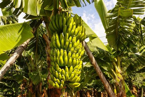 Bananas Growing Puerto De La Cruz Tenerife Canary Islands Sp Stock