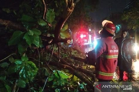 Bpbd Dlhk Denpasar Tangani Pohon Tumbang Saat Hujan Antara News Bali