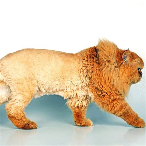 Persian Cat Lion Cut Facts Persian Cat Corner