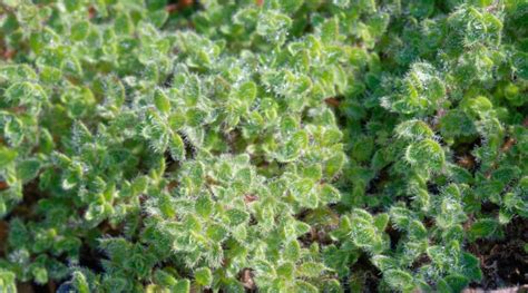 How To Grow A Creeping Thyme Lawn