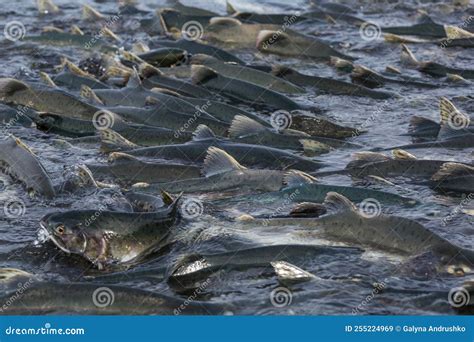 Spawning salmon stock image. Image of america, habitat - 255224969