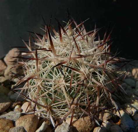 Escobaria Vivipara Var Alversonii Coconut Flakes Cacti Spices