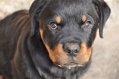 Rottweiler Cuidados Caracter Sticas Y Comportamiento