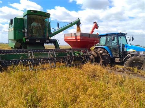 Mst Inicia Colheita Do Arroz Org Nico No Rio Grande Do Sul Extra Classe