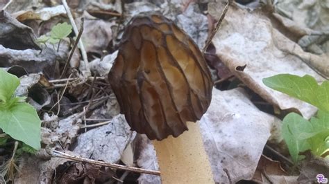 Half-Free Morel Mushrooms: Peckerhead Identification, Edibility & Safety