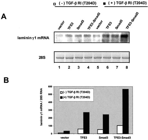 Bcn 1 Element Dependent Activation Of The Laminin γ1 Chain Gene By The