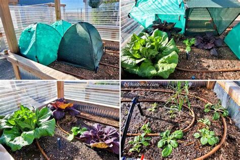 Green Tent Within A Greenhouse - Roti n Rice