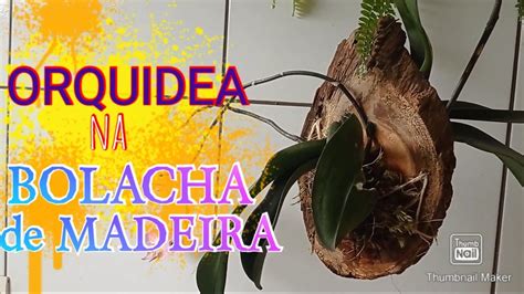 Como Plantar Uma Orquidea Em Uma Bolacha De Madeira Youtube