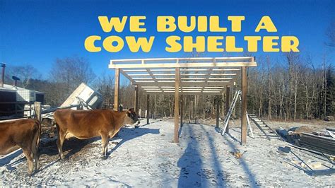 Building Our New Cow Shelter For Our Jersey Cows Youtube