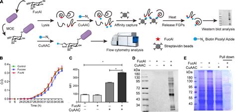 Frontiers Comparative Proteomic Analysis Of Fucosylated Glycoproteins