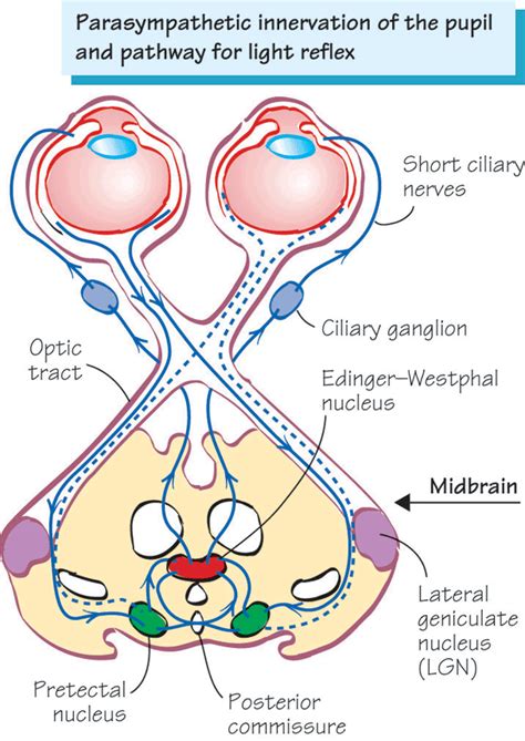 Barker Neuroanatomy And Neuroscience At A Glance Neuroscience Nursing Notes Advanced