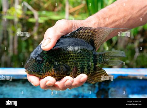 Pescador con pescado paisaje ribereño Kamuni River en la selva de