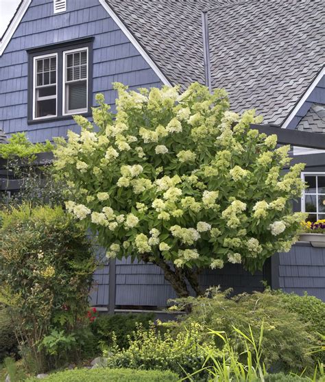 Limelight Panicle Hydrangea Tree | ubicaciondepersonas.cdmx.gob.mx