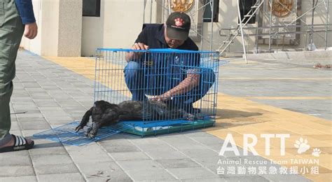 台灣動物緊急救援小組 救援後續 高雄獸夾斷掌皮膚病浪浪